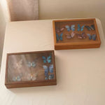 Morpha Solid Walnut Specimen Display Box with Glass Lid